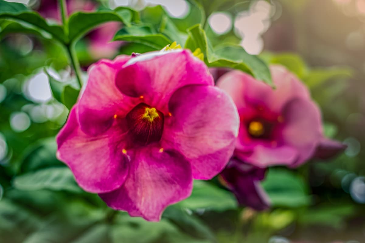 Dipladénia en hiver : conseils d'entretien pour une plante florissante au printemps !