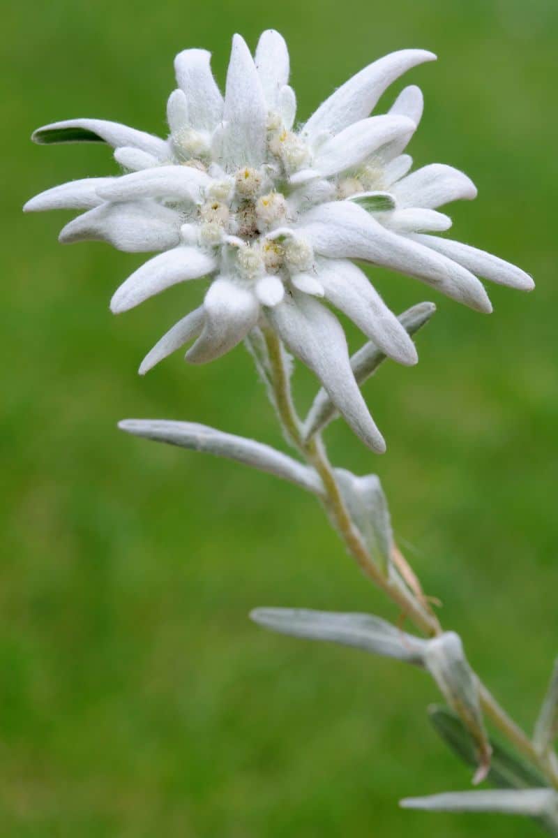 Edelweiss