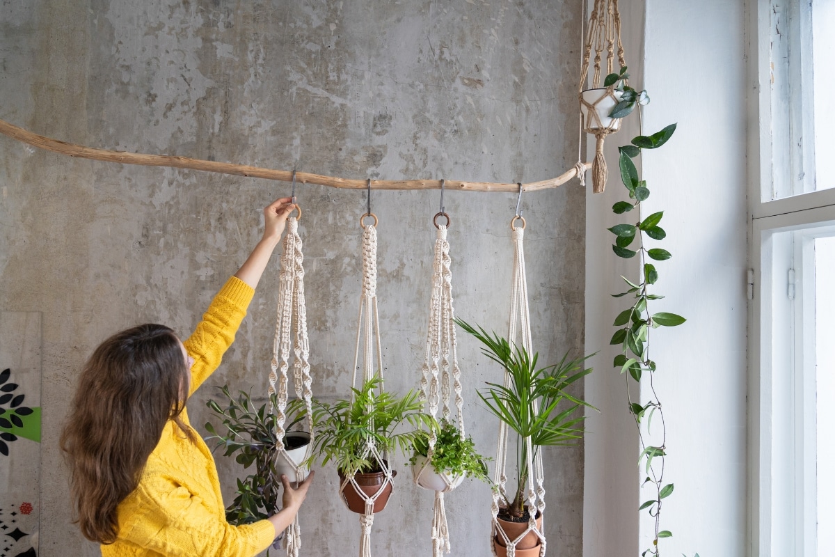 Envie d'un jardin d'intérieur ? Les meilleures plantes et astuces pour un espace vert réussi !