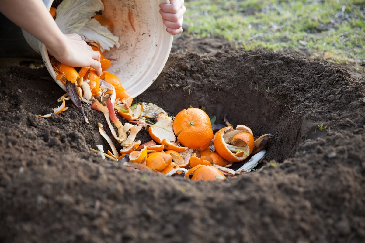 Épluchures d'agrumes : le secret pour un jardin sain et florissant !