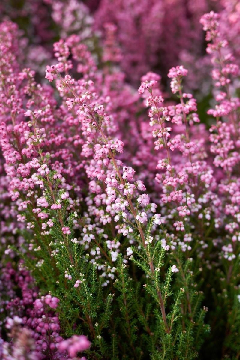 Erica gracilis