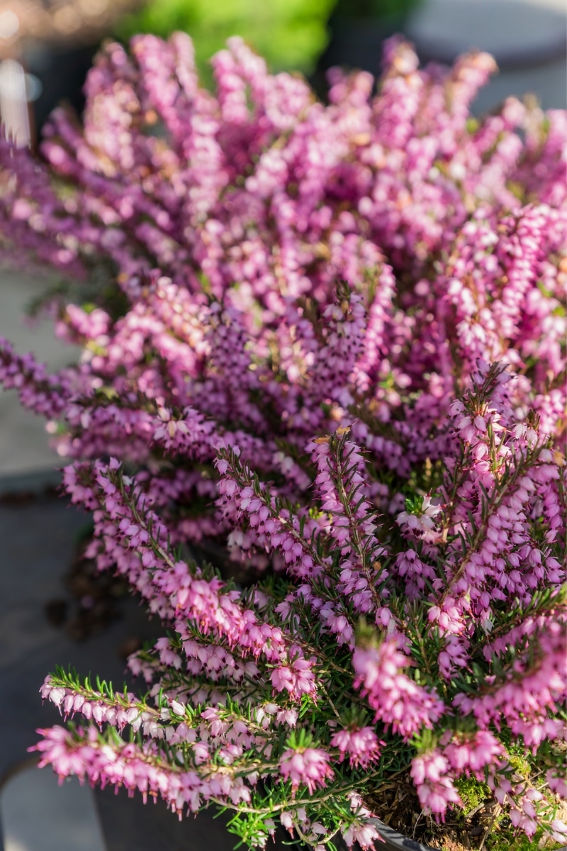 Erica x darleyensis