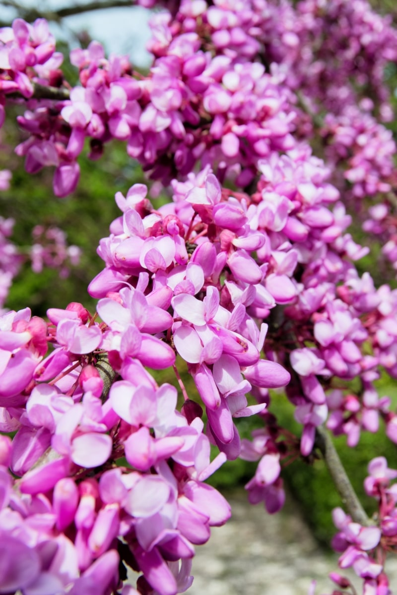 fleurs de l'arbre de Judée