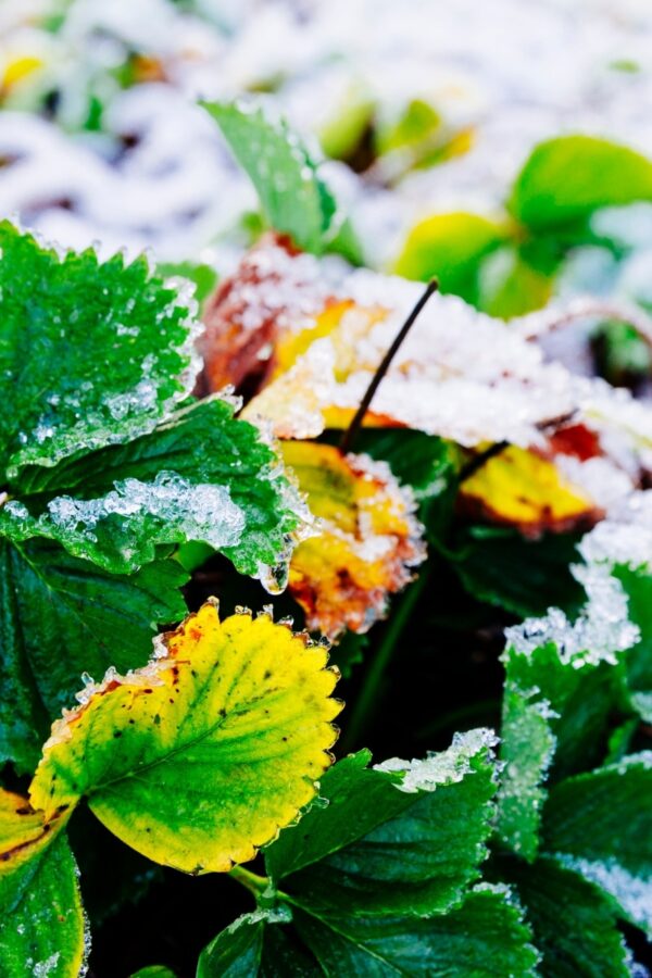 Protéger vos fraisiers en hiver guide complet pour des récoltes printanières abondantes
