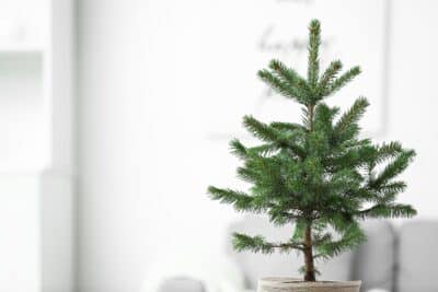 Garder votre sapin de Noël pour l'année prochaine est-ce possible