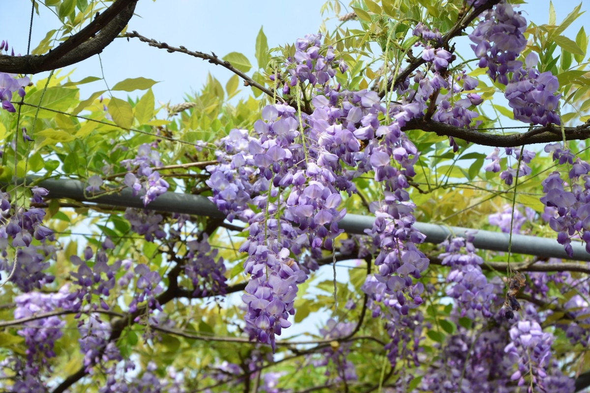 Glycine en hiver : secrets d'une plantation réussie pour une floraison éblouissante !