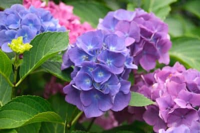 Hortensias en hiver : voici les paillages miracles pour une floraison éblouissante !