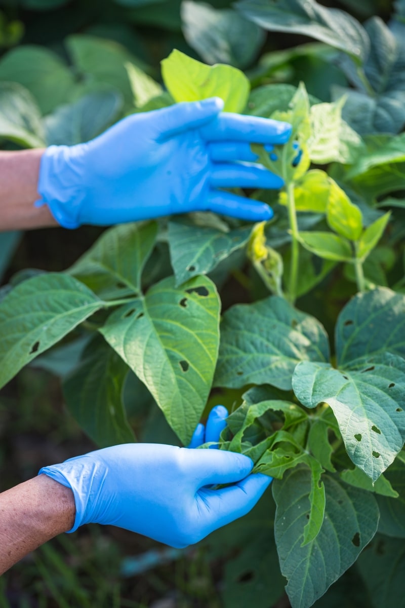 Inspecter les plantes à la recherche de nuisibles