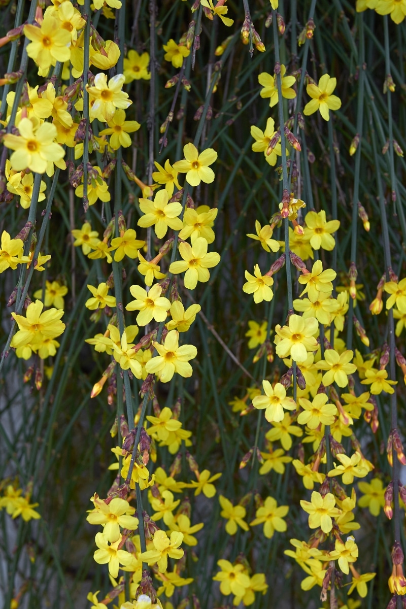 Jasminum nudiflorum