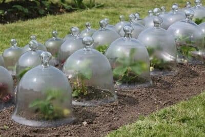 La serre cloche : une solution ultime pour protéger vos plantes du gel !