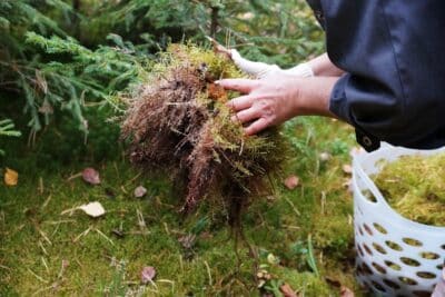 La sphaigne : un allié naturel facile à cultiver chez soi pour booster vos plantes !