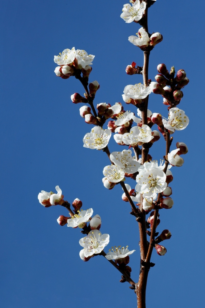L’abricotier (Prunus armeniaca)