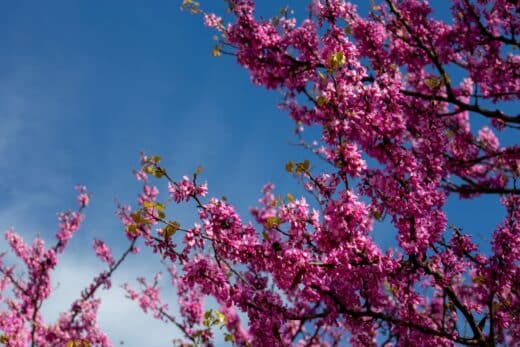 À épingler : L’arbre de Judée : un atout incontournable résistant au froid à la floraison spectaculaire !
