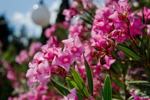 À épingler : Laurier-rose en hiver : ces erreurs à éviter pour une floraison printanière éclatante !