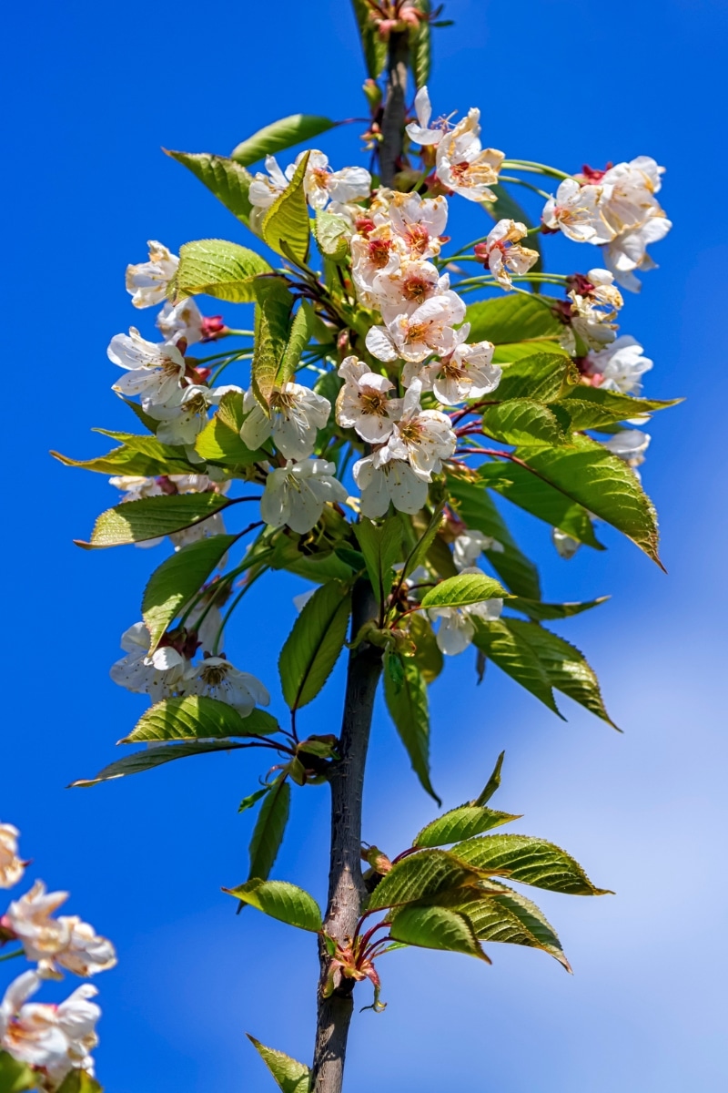 Le cerisier (Prunus avium)