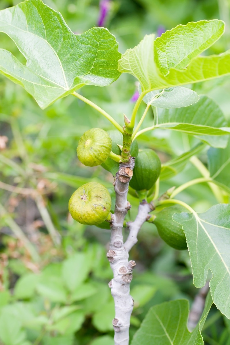 Le figuier (Ficus carica)