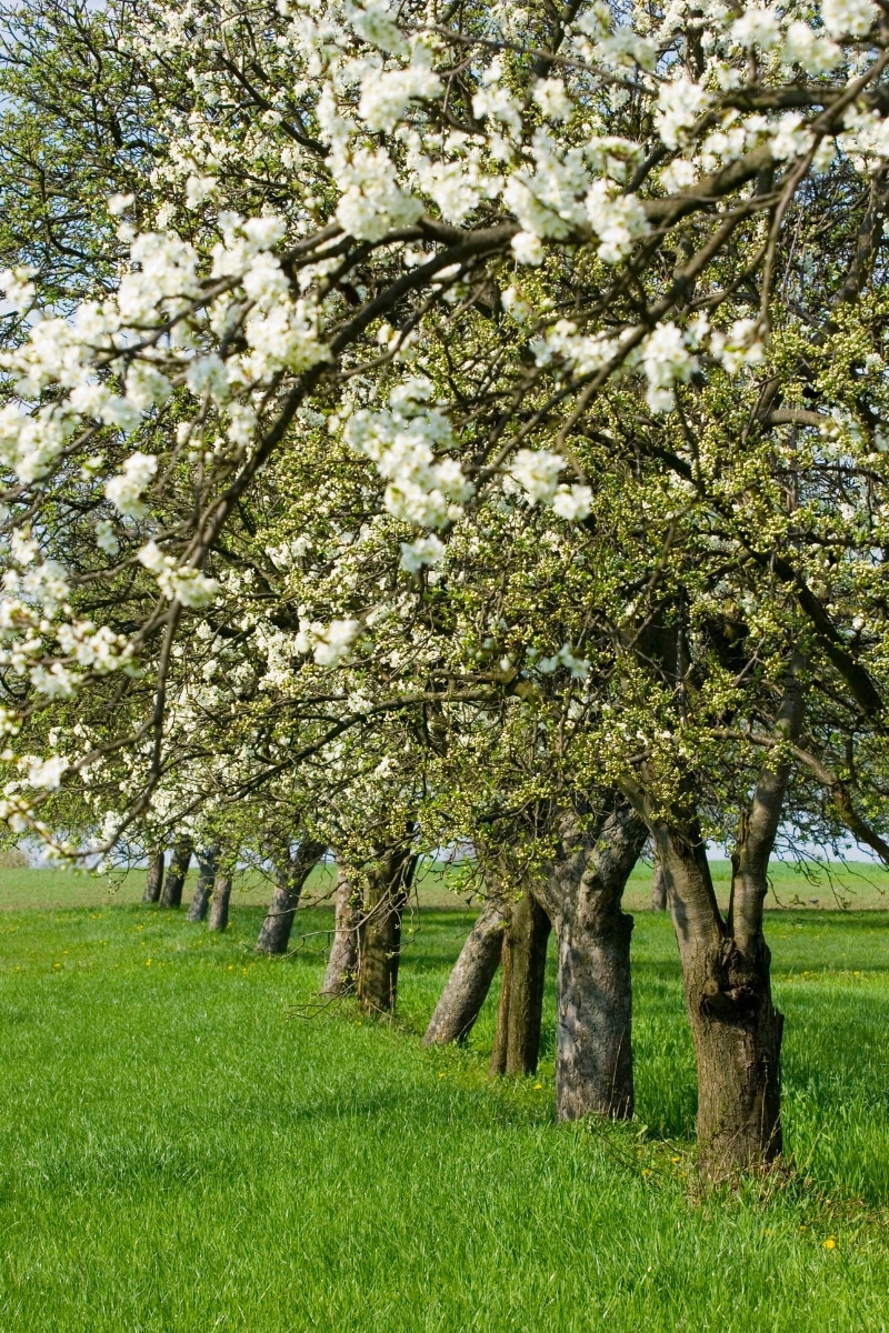 Le pommier (Malus domestica)