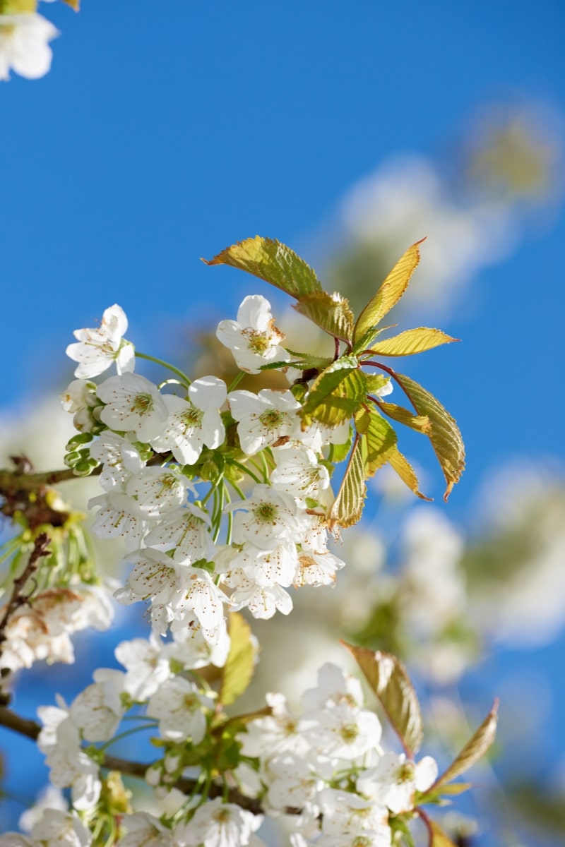 Le prunier (Prunus domestica)