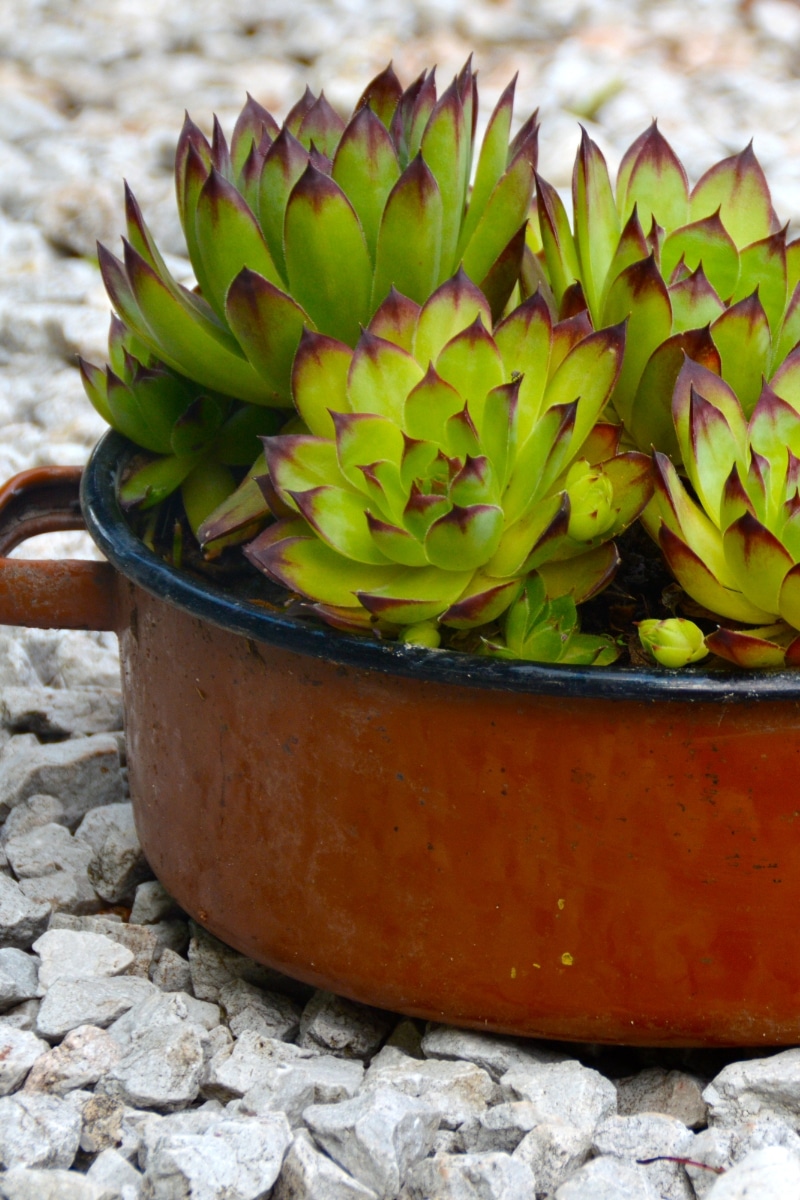 Le Sempervivum