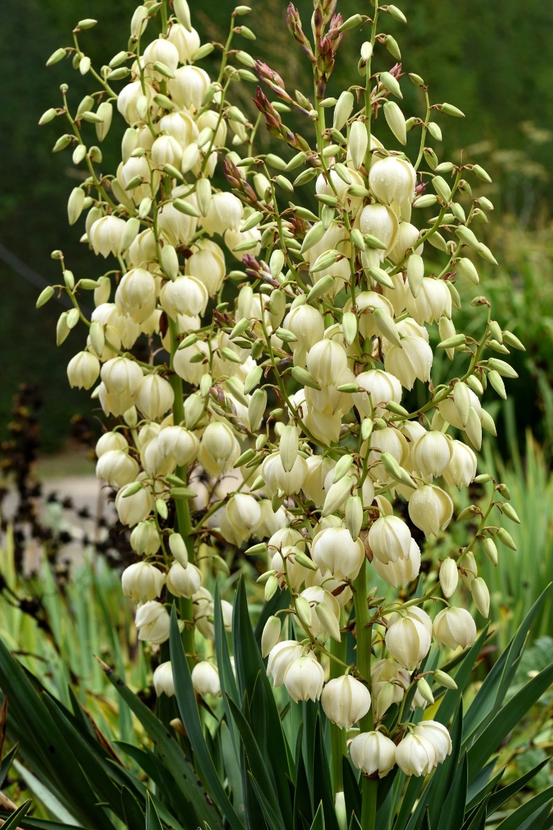 Le Yucca Gloriosa