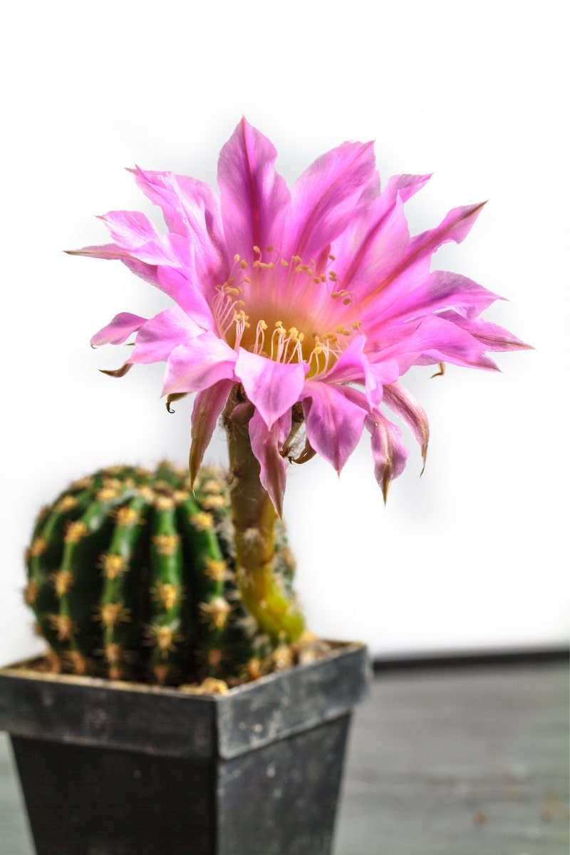 L'Echinopsis