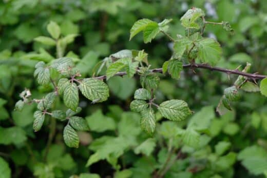À épingler : Les ronces envahissent votre jardin ? Voici une solution naturelle pour vous en débarrasser !