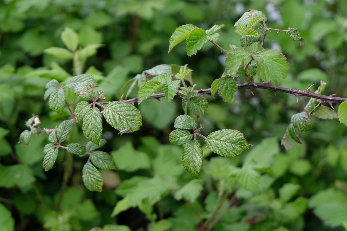 Les ronces envahissent votre jardin ? Voici une solution naturelle pour vous en débarrasser !