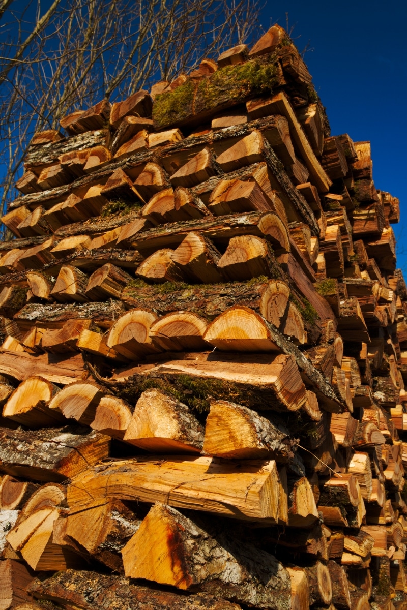 L'orme en bois de chauffage