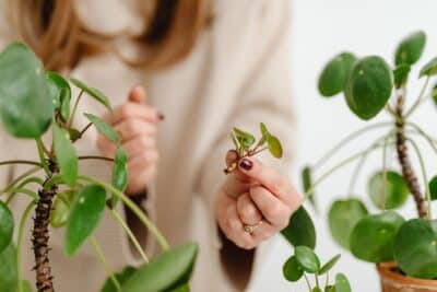 Ne ratez pas le bouturage de ces plantes en hiver pour un jardin éblouissant au printemps !