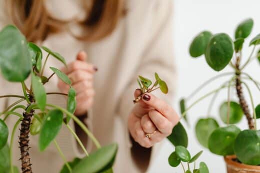 À épingler : Ne ratez pas le bouturage de ces plantes en hiver pour un jardin éblouissant au printemps !