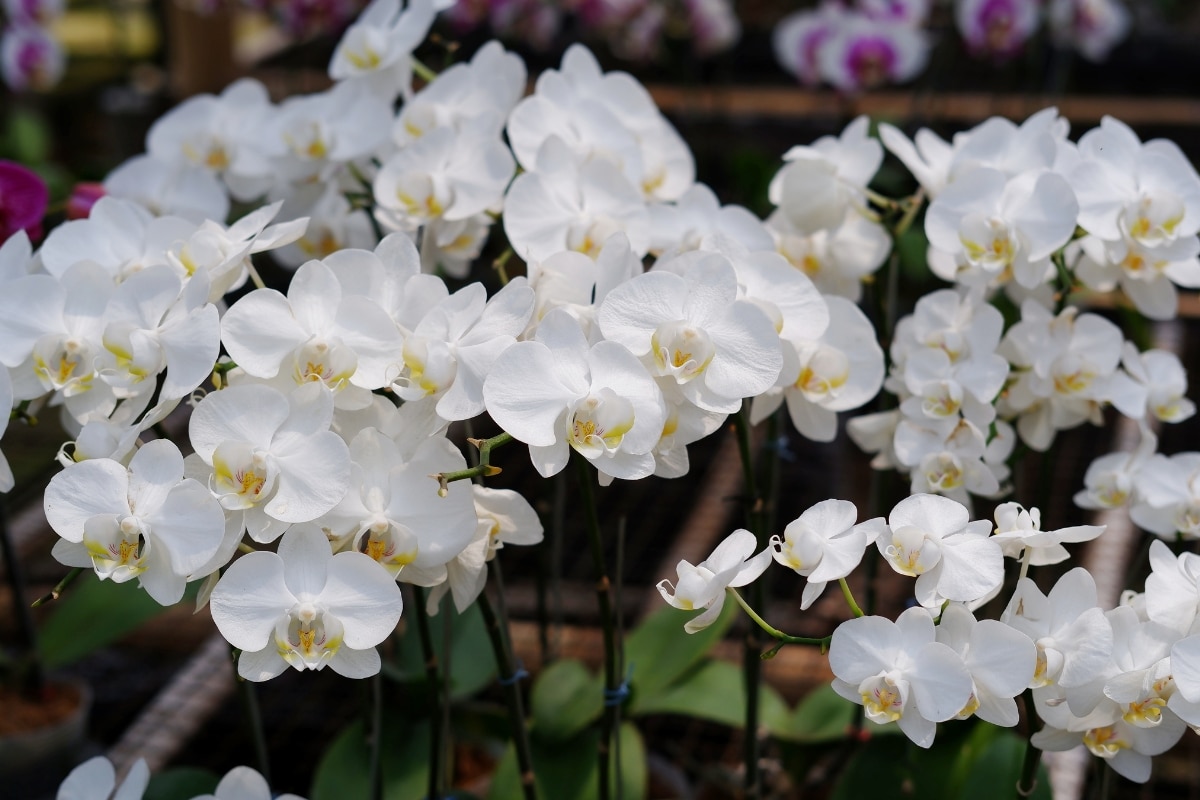 Orchidée Phalaenopsis : les astuces imparables pour une croissance et floraison optimales !