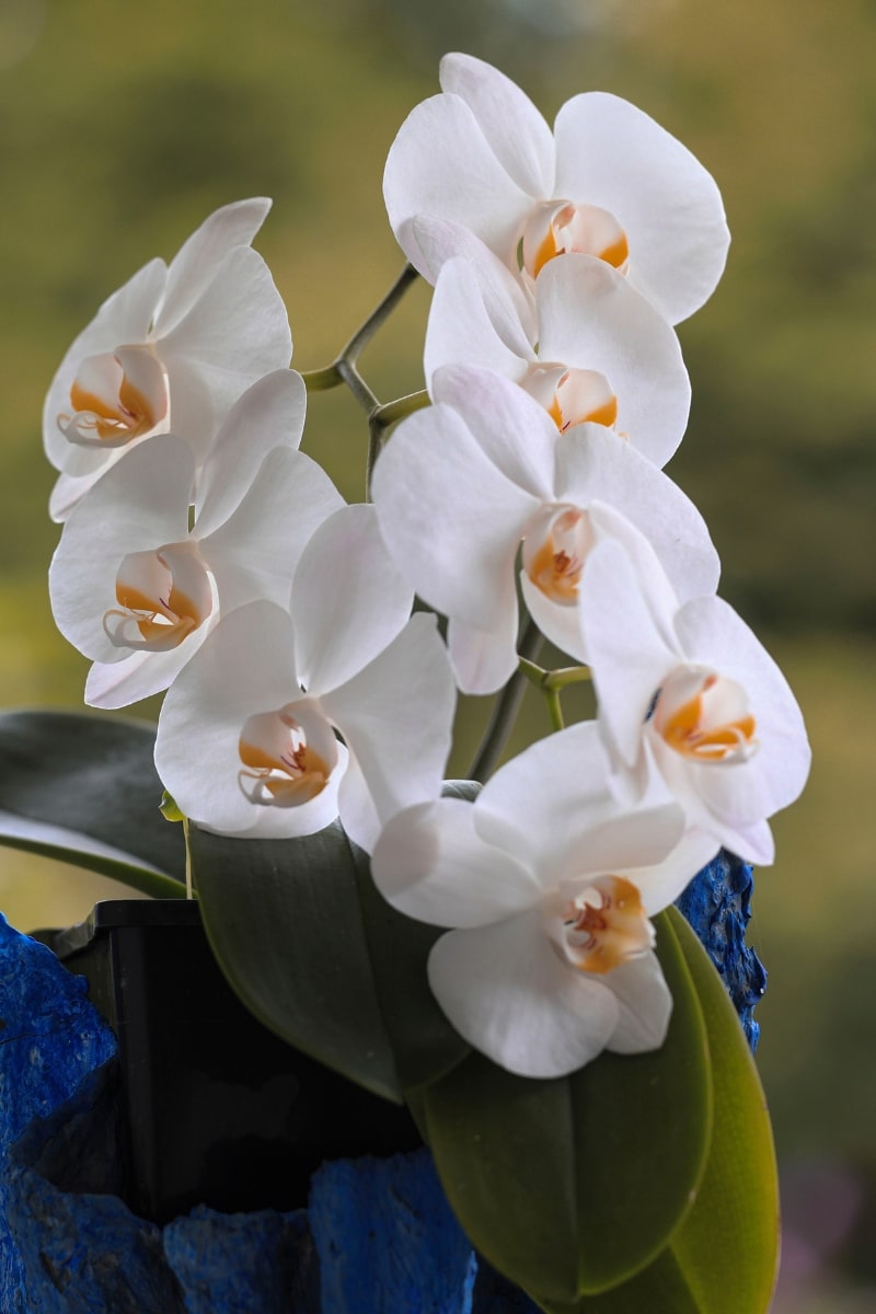 Orchidée Phalaenopsis