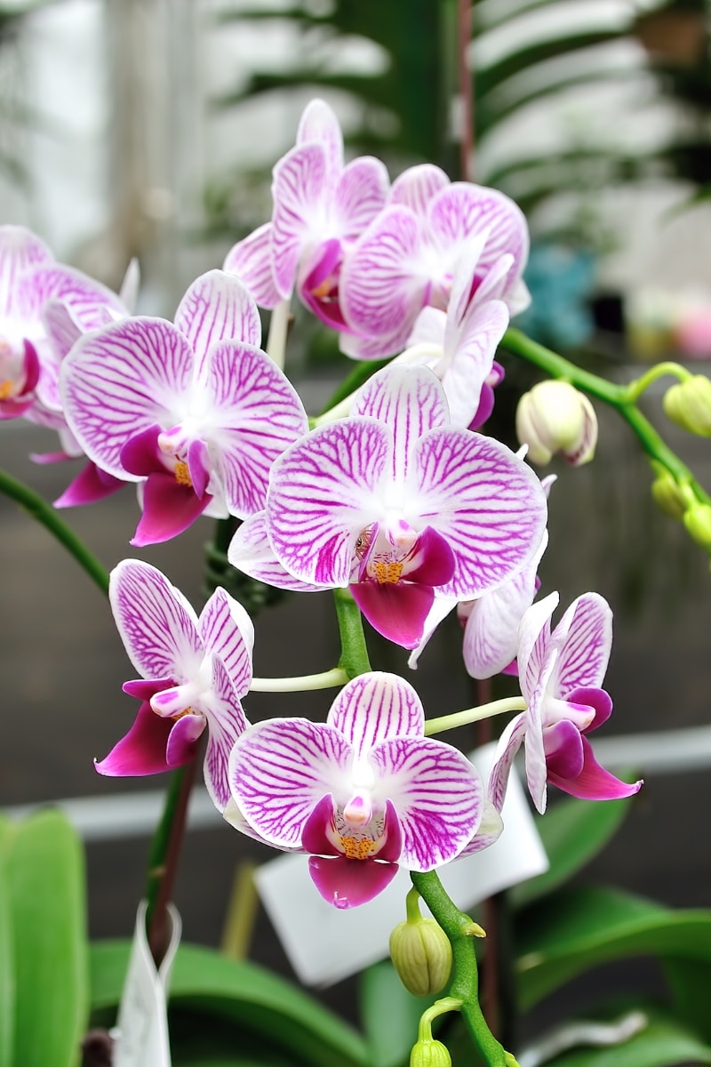 Orchidée