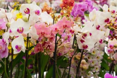 Orchidées en hiver : astuces cruciales pour une floraison parfaite !