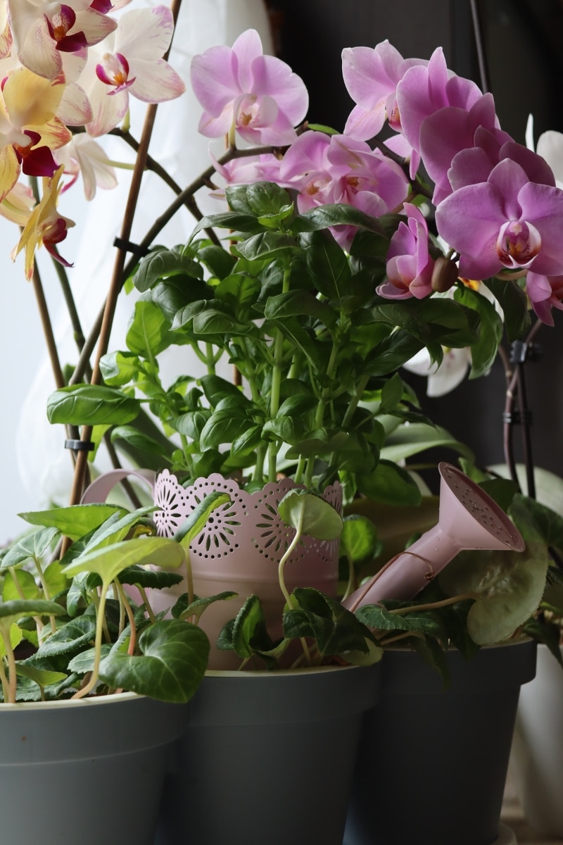 Orchidées en pot