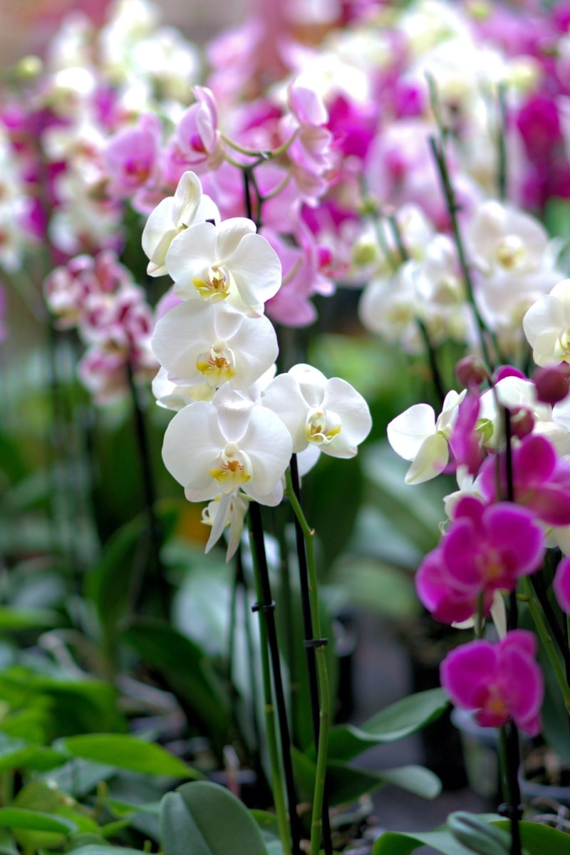 Orchidées