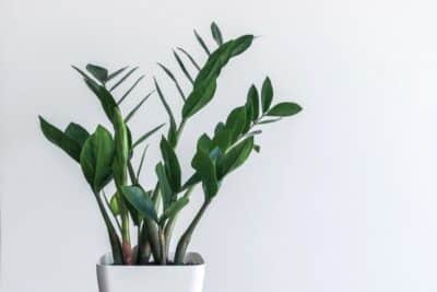 Plante zz ( Zamioculcas zamiifolia )