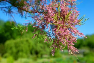 Planter le tamaris au jardin