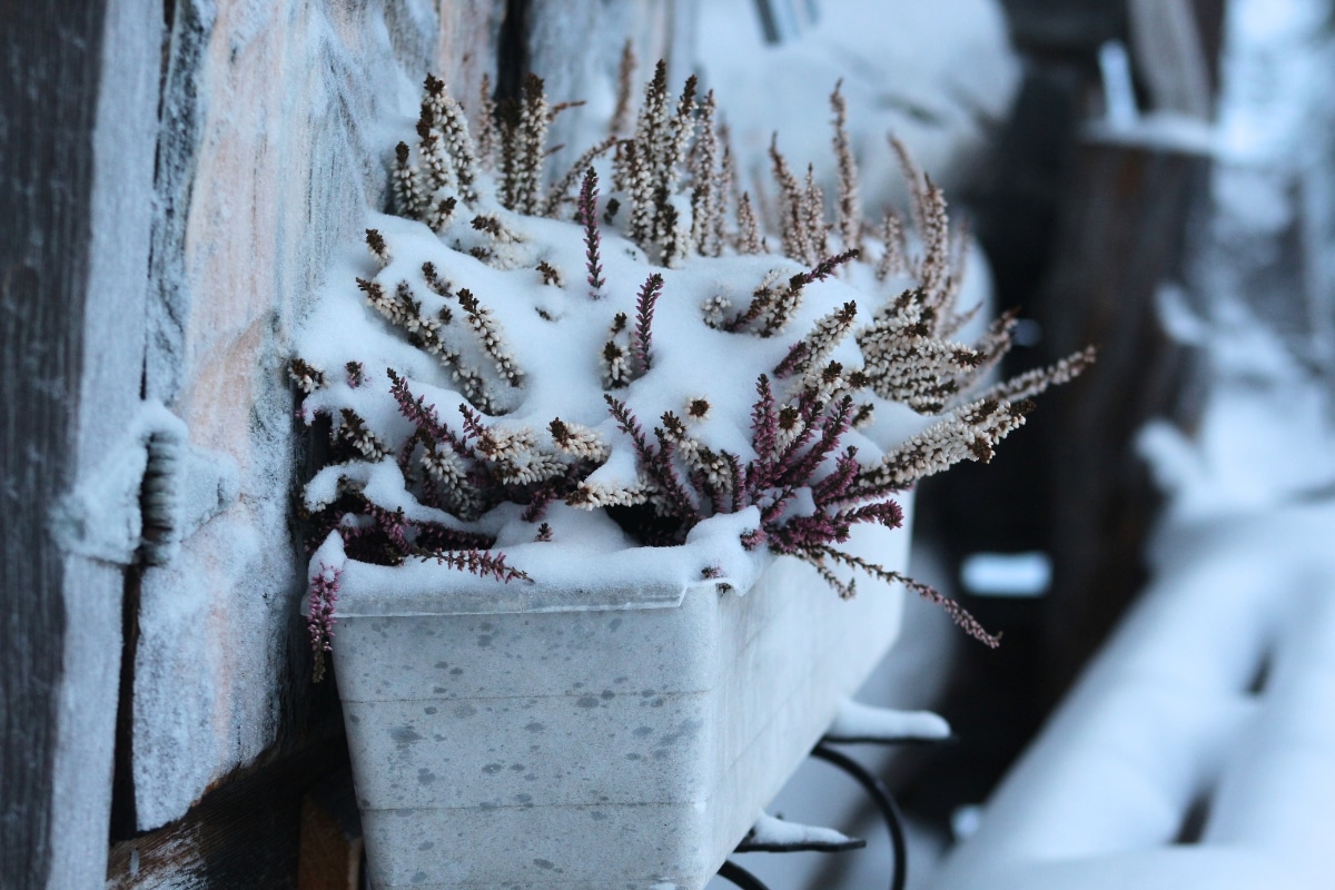 Plantes en pots : conseils essentiels pour les protéger des frimas de l'hiver !