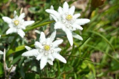 Protégez votre Edelweiss en hiver : secrets de protection et d'entretien facile !