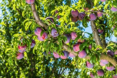 Les arbres aux fruits décoratifs : capsulse et gousses