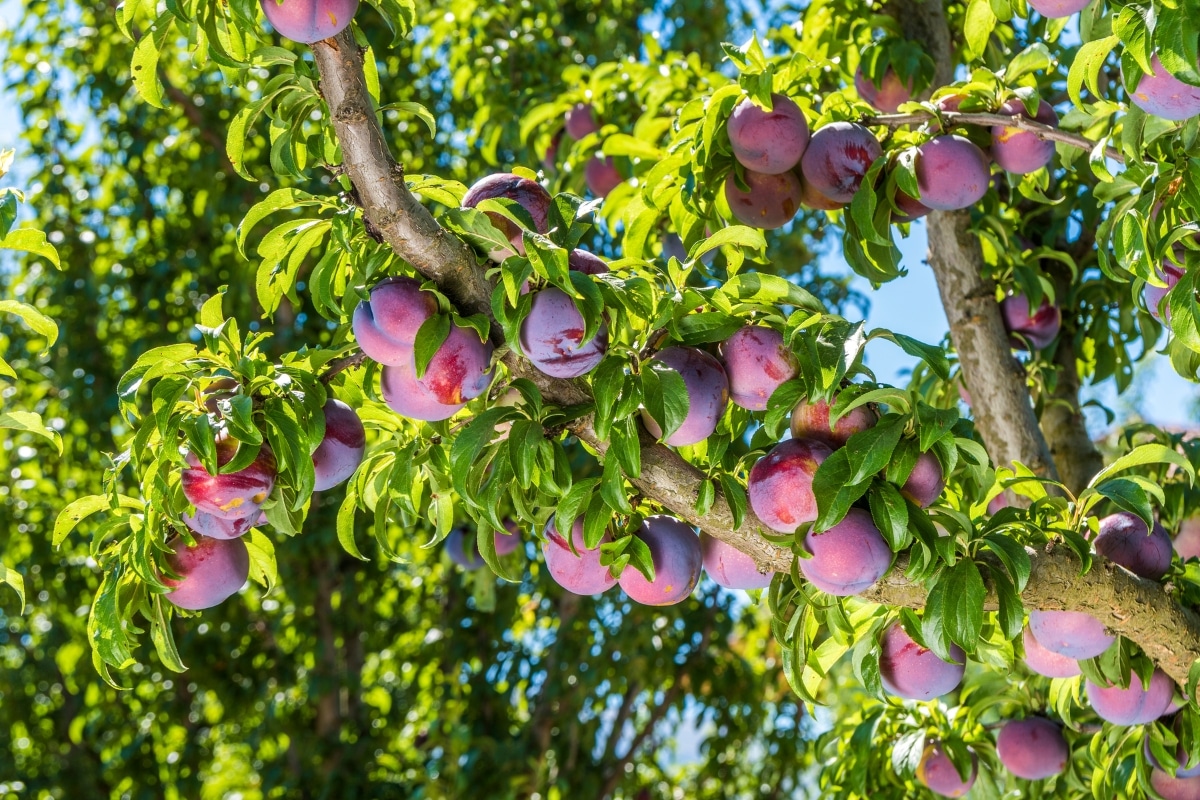 Prunier au jardin