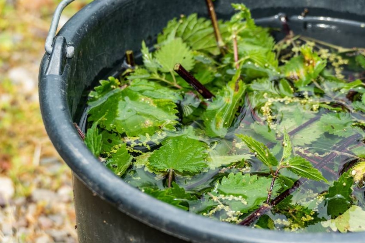 Purin de sarriette : votre solution miracle contre les nuisibles pour un jardin sain !