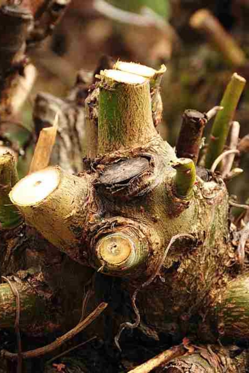 Recépage d'un arbre fruitier