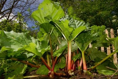 Rhubarbe en hiver : conseils pour une culture réussie et une bonne récolte au printemps !