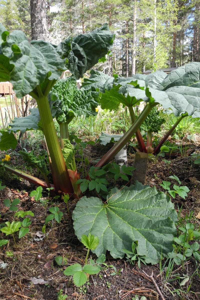 Rhubarbe au jardin