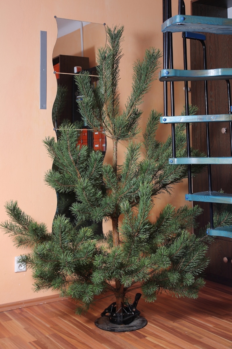 Sapin de noël sans décoration