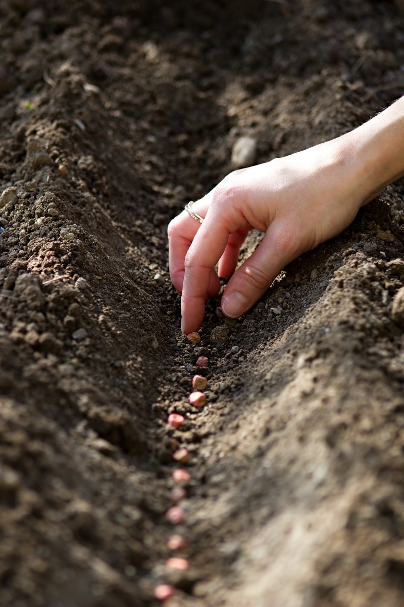 Semer des graines au jardin