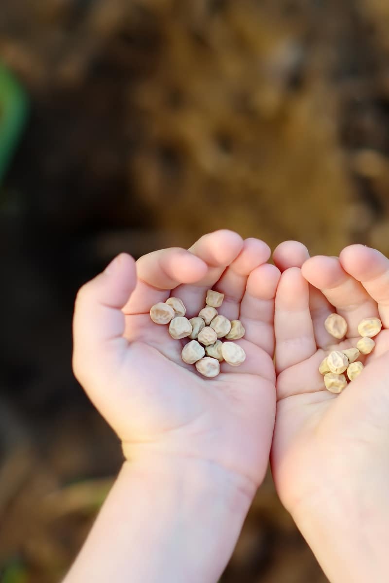 Semer les graines de pois