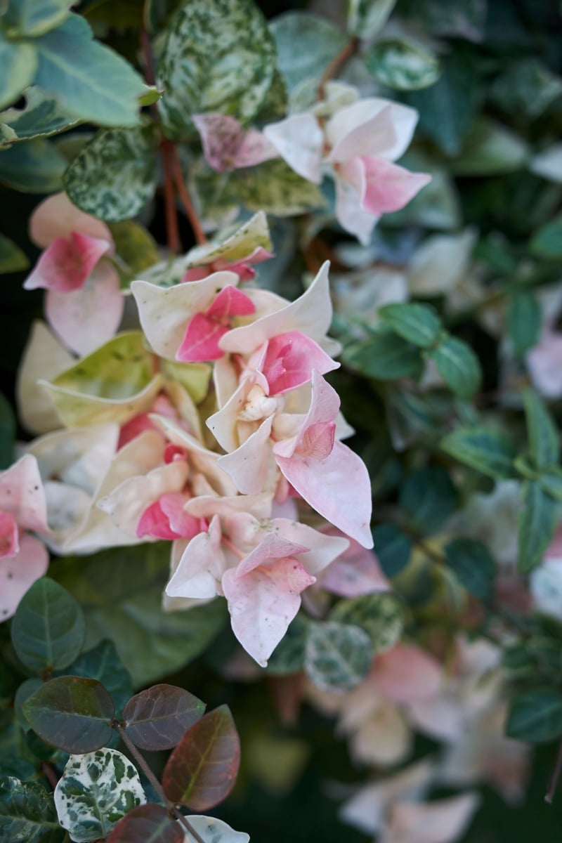 Trachelospermum jasminoides (jasmin étoilé)